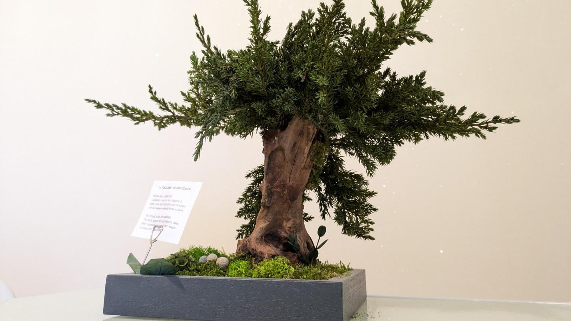 Bonsai Bed & Breakfast Ф'юмічіно Екстер'єр фото